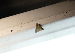 Heterogramma circumflexalis