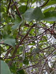 Anchiale austrotessulata