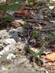 Leiocephalus lunatus