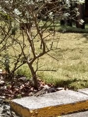 Leiocephalus lunatus