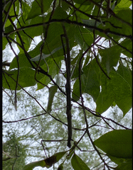 Anchiale austrotessulata