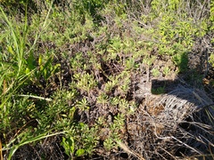 Erigeron socorrensis