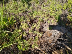 Erigeron socorrensis