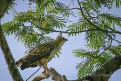 Nisaetus kelaarti