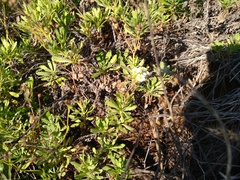 Erigeron socorrensis