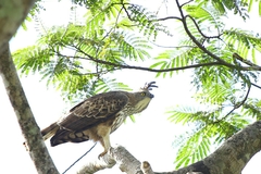 Nisaetus kelaarti