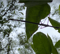 Anchiale austrotessulata