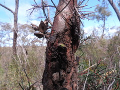 Doratifera oxleyi