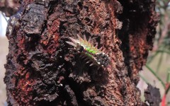 Doratifera oxleyi