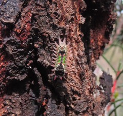 Doratifera oxleyi