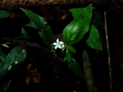 Palicourea callithrix