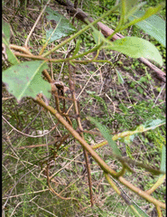 Anchiale austrotessulata