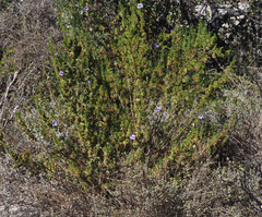 Leucophyllum pringlei