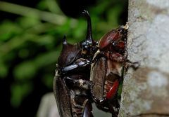 Trypoxylus dichotomus tsunobosonis