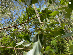 Anchiale austrotessulata