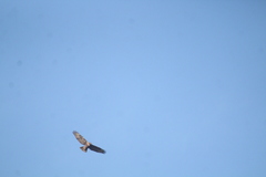 Buteo jamaicensis socorroensis