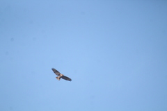 Buteo jamaicensis socorroensis
