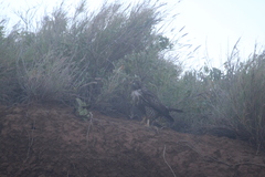 Buteo jamaicensis socorroensis
