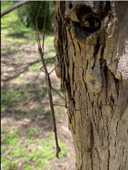 Anchiale austrotessulata