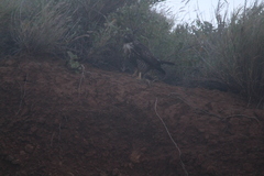 Buteo jamaicensis socorroensis