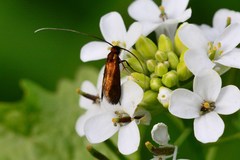 Cauchas rufimitrella