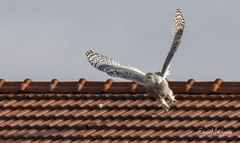 Bubo scandiacus