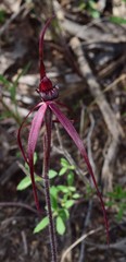 Caladenia clavescens
