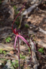 Caladenia clavescens