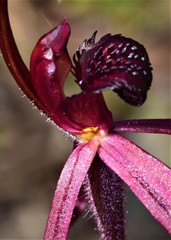Caladenia clavescens