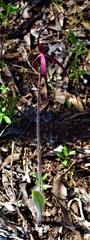 Caladenia clavescens