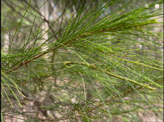 Anchiale austrotessulata