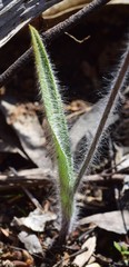 Caladenia clavescens