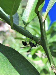 Ropalidia sumatrae