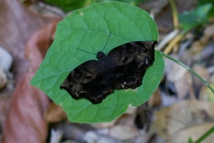 Achlyodes busirus heros