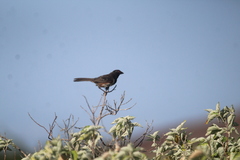 Pipilo maculatus socorroensis