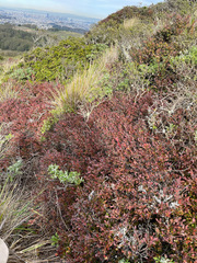 Vaccinium ×brunoense