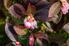 Vaccinium ×brunoense