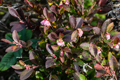 Vaccinium ×brunoense