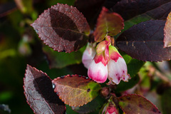 Vaccinium ×brunoense