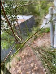 Anchiale austrotessulata