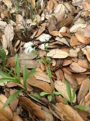 Valerianella amarella