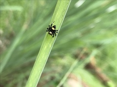 Thorelliola ensifera