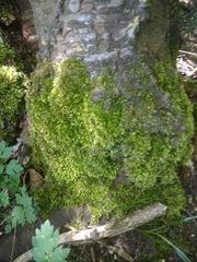 Hypnum resupinatum
