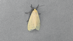 Pareuchaetes misantlensis