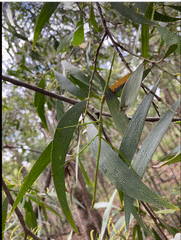 Anchiale austrotessulata