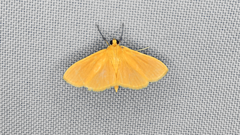 Phaedropsis
