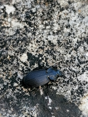 Licinus