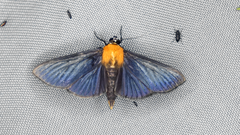 Phostria citrinalis