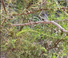 Anchiale austrotessulata