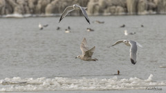 Larus glaucoides